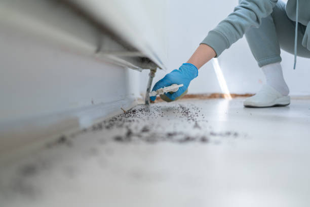 Best Termite Control Services  in Palm Beach Gardens, FL